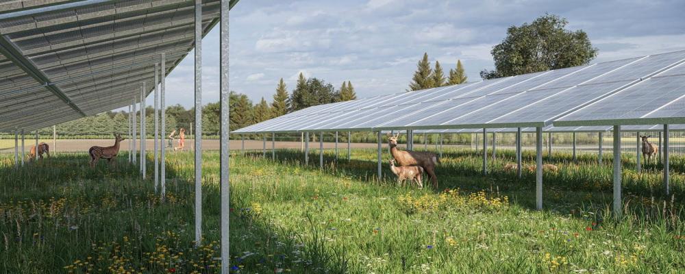 Dovhjort rör sig fritt under och mellan solpanelerna i Ørsteds planerade WildparkPV-anläggning i tyska Sötern. Foto: Ørsted.