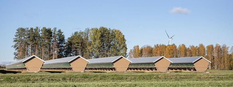 Pälsfarm i Österbotten, Finland. Foto: Wikipedia Common, kredit: Wikström Media, Eva-Stina Kjellman,