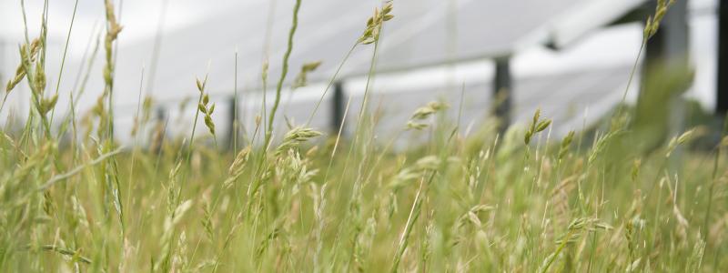 I förgrunden syns gräs och i bakgrunden solceller. Bild: Varberg Energi