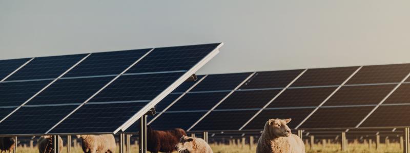 Sjöbo Solpark, Svea Solar. Foto: Svea Solar
