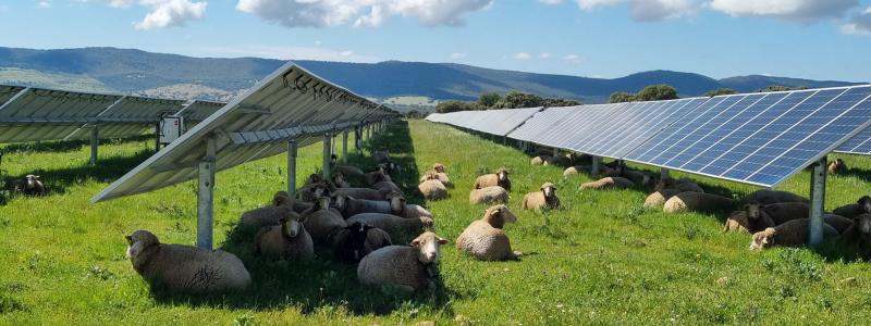 Ett av SOLVEs forskningsteman fokuserar på Agrivoltaics, där solceller installeras på aktiv jordbruksmark för att producera både mat och el från samma yta.
Foto: Enel Green Power