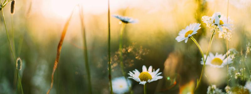 Foto: Daiga Ellaby / Unsplash