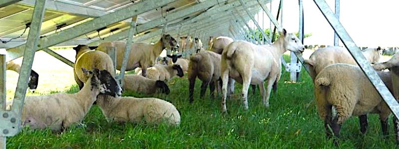 Solparken Monti di Eboli i södra Italien producerar 17 gigawattimmar el per år. Under solpanelerna betar omkring 250 får som hjälper till att hålla vegetationen nere.
Foto: Mike Landy / Creative Commons