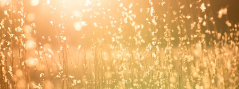 Foto: Kent Pilcher/Unsplash