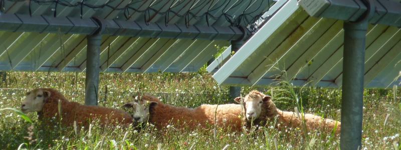 Utställare på Intersolar 2024 med fokus på "agri-pv"-installationer, solpaneler som tillåter samtidigt jordbruk. Solpanelerna är därför halvgenomskinliga. Foto: Simon Matthis