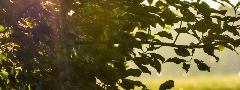 Foto: Niklas Jonasson/Unsplash