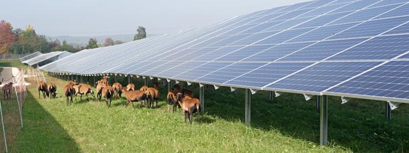 EnBW har köpt projekträttigheterna för Gottröra Solpark, utanför Rimbo i Norrtälje kommun. Pressbild: EnBW