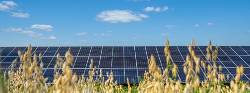 Solceller i kombination med jordbruk ska testas genom Interreg-projekt. Foto: Hushållningssällskapet