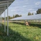 Dovhjort rör sig fritt under och mellan solpanelerna i Ørsteds planerade WildparkPV-anläggning i tyska Sötern. Foto: Ørsted.