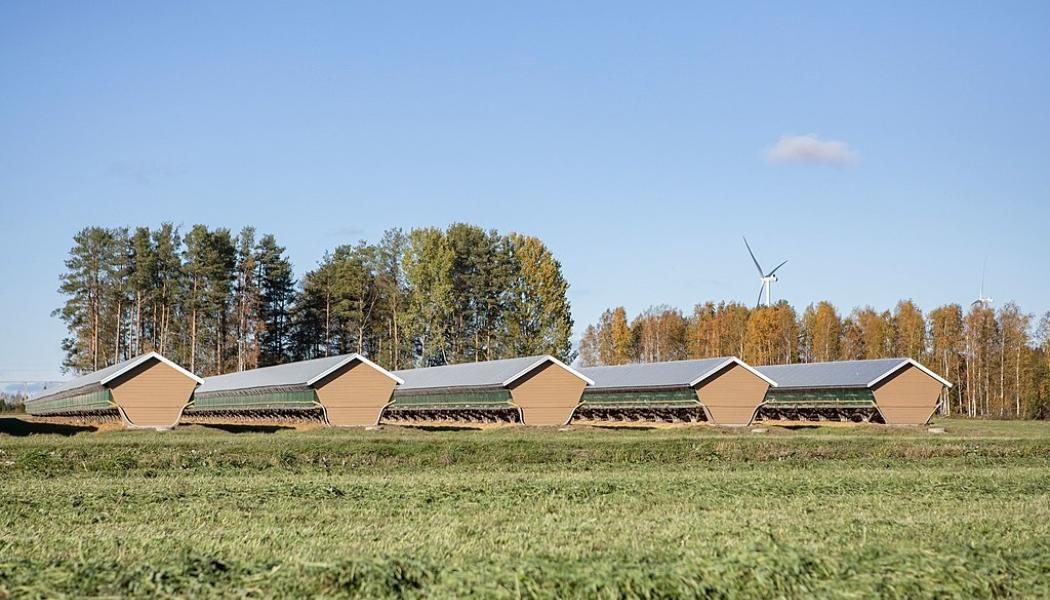 Pälsfarm i Österbotten, Finland. Foto: Wikipedia Common, kredit: Wikström Media, Eva-Stina Kjellman, 