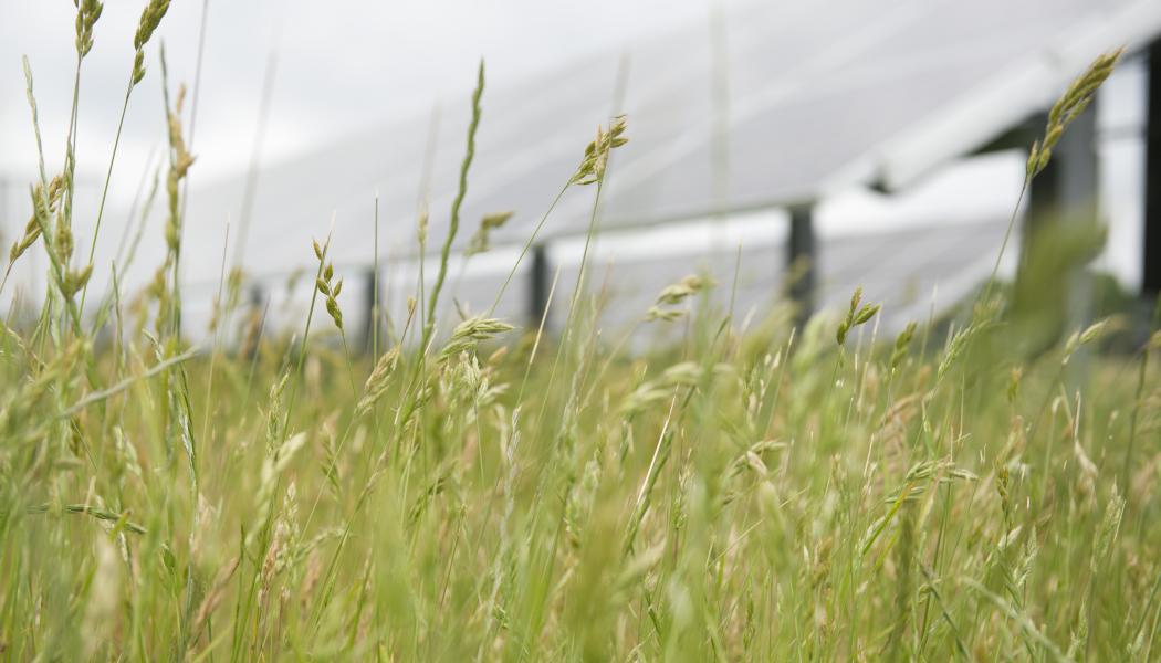 I förgrunden syns gräs och i bakgrunden solceller. Bild: Varberg Energi
