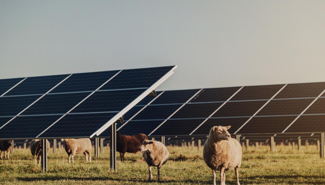 Sjöbo Solpark, Svea Solar. Foto: Svea Solar
