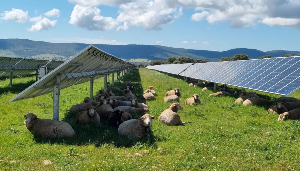 Ett av SOLVEs forskningsteman fokuserar på Agrivoltaics, där solceller installeras på aktiv jordbruksmark för att producera både mat och el från samma yta.
Foto: Enel Green Power

