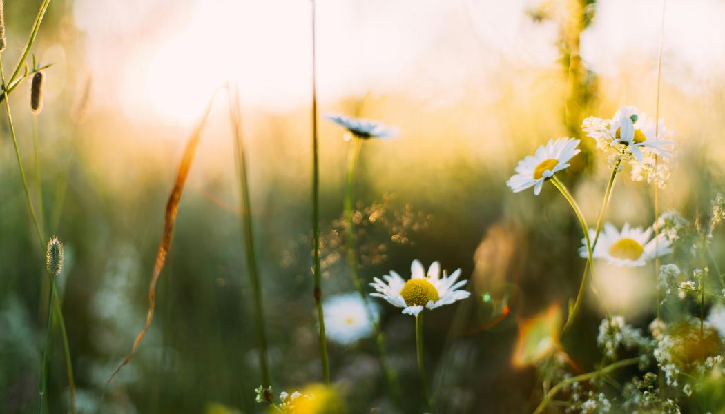 Foto: Daiga Ellaby / Unsplash 