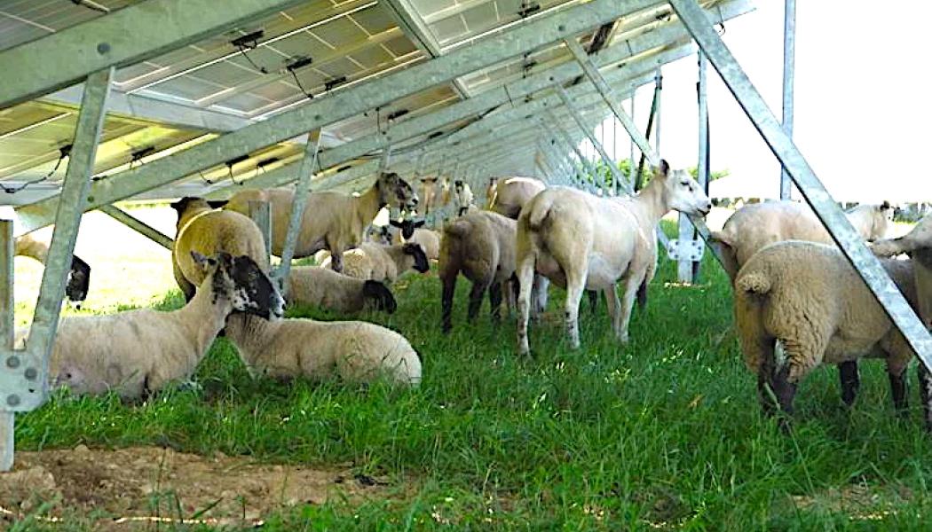 Solparken Monti di Eboli i södra Italien producerar 17 gigawattimmar el per år. Under solpanelerna betar omkring 250 får som hjälper till att hålla vegetationen nere.
Foto: Mike Landy / Creative Commons
