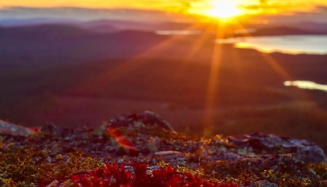 Foto: Niklas Jonasson/Unsplash