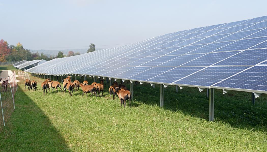 EnBW har köpt projekträttigheterna för Gottröra Solpark, utanför Rimbo i Norrtälje kommun. Pressbild: EnBW