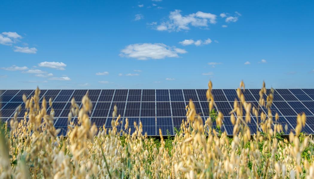 Solceller i kombination med jordbruk ska testas genom Interreg-projekt. Foto: Hushållningssällskapet
