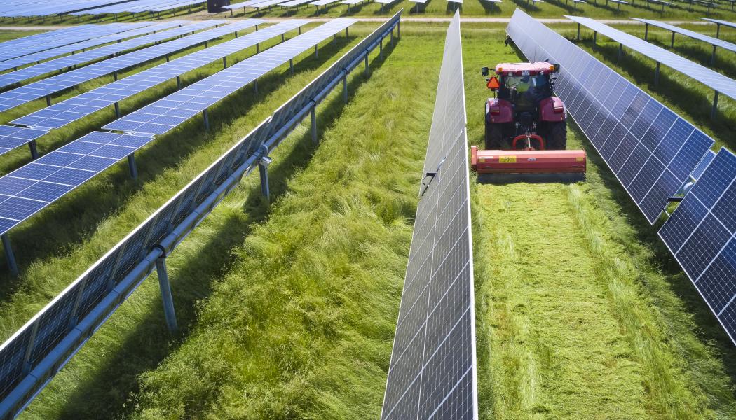 Mat, solel, eller båda två? Frågan om huruvida jordbruksmark ska nyttjas till solcellsparker delar Sverige.  
Foto: European Energy

