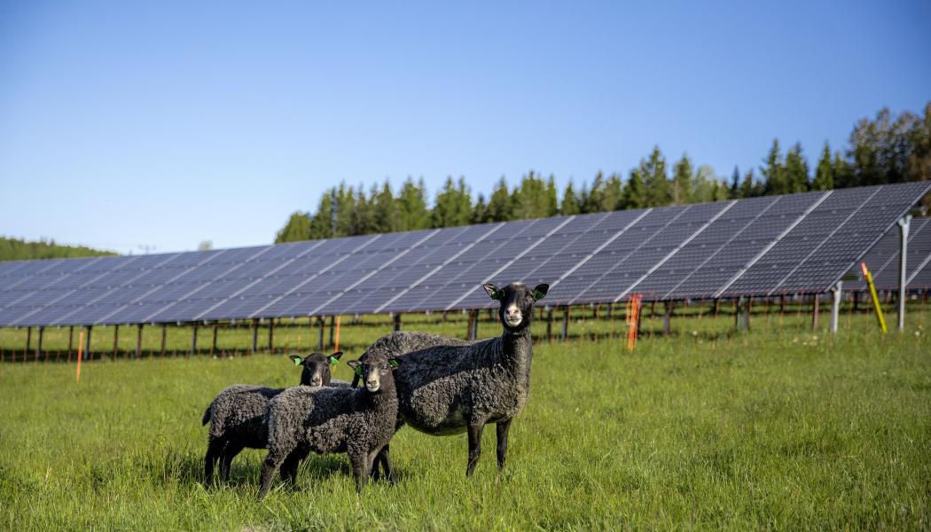 Samtliga 1 436 solpaneler i Solhagen i Torphyttan är nu abonnerade. Foto: Linde energi