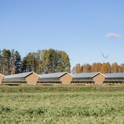 Pälsfarm i Österbotten, Finland. Foto: Wikipedia Common, kredit: Wikström Media, Eva-Stina Kjellman,