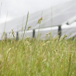 I förgrunden syns gräs och i bakgrunden solceller. Bild: Varberg Energi