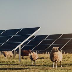 Sjöbo Solpark, Svea Solar. Foto: Svea Solar