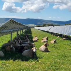 Ett av SOLVEs forskningsteman fokuserar på Agrivoltaics, där solceller installeras på aktiv jordbruksmark för att producera både mat och el från samma yta.
Foto: Enel Green Power