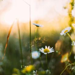 Foto: Daiga Ellaby / Unsplash