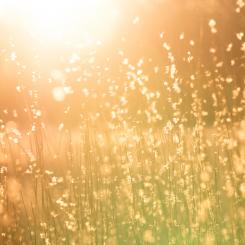 Foto: Kent Pilcher/Unsplash