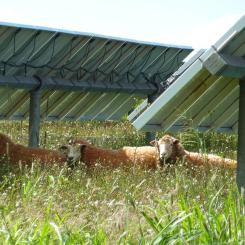 Utställare på Intersolar 2024 med fokus på "agri-pv"-installationer, solpaneler som tillåter samtidigt jordbruk. Solpanelerna är därför halvgenomskinliga. Foto: Simon Matthis