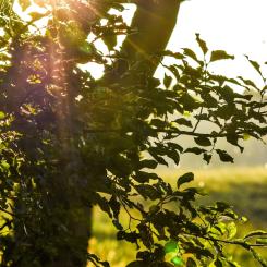 Foto: Niklas Jonasson/Unsplash