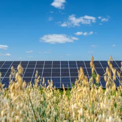 Solceller i kombination med jordbruk ska testas genom Interreg-projekt. Foto: Hushållningssällskapet