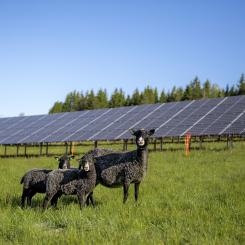 Samtliga 1 436 solpaneler i Solhagen i Torphyttan är nu abonnerade. Foto: Linde energi
