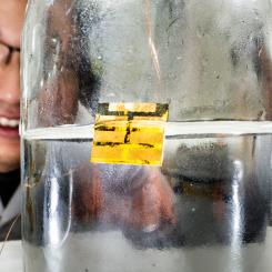 Forskare vid Linköpings universitet utvecklat en metod för att återvinna alla delar av en solcell upprepade gånger utan miljöfarliga lösningsmedel. Foto: Thor Balkhed